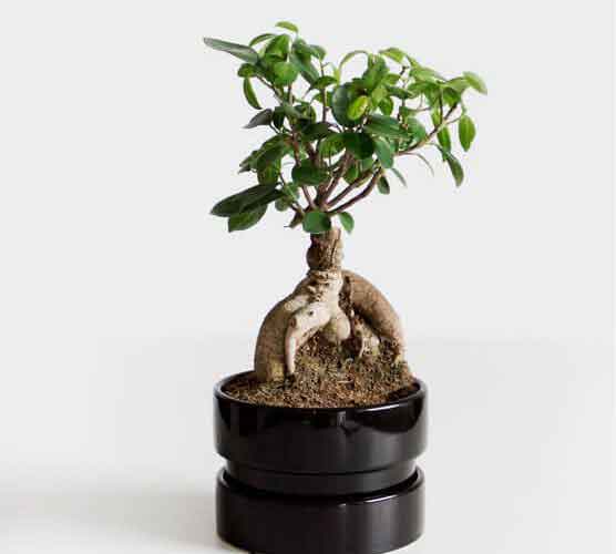 ddos攻击器安卓ios下载